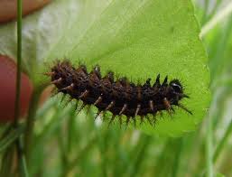 Attēlu rezultāti vaicājumam “Argynnis paphia larva”