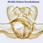 Attēlu rezultāti vaicājumam “Acleris forsskaleana”