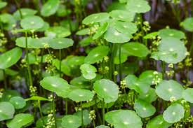 「香菇草」的圖片搜尋結果