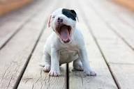 Why Do Dogs Yawn? – American Kennel Club