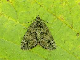 Attēlu rezultāti vaicājumam “Chloroclysta siterata”