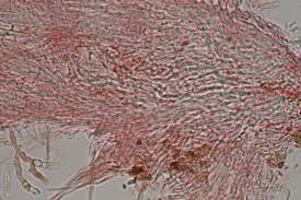 Attēlu rezultāti vaicājumam “Hyaloscypha hyalina”