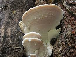 Attēlu rezultāti vaicājumam “Postia stiptica”