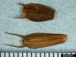 Attēlu rezultāti vaicājumam “Bidens frondosa fruit”