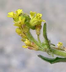 Attēlu rezultāti vaicājumam “Sisymbrium volgense flower”