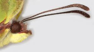 Attēlu rezultāti vaicājumam “Gonepteryx rhamni male”