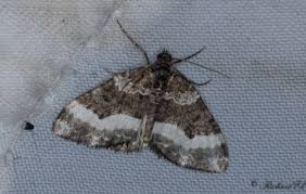 Attēlu rezultāti vaicājumam “Euphyia unangulata”