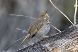 Image result for Catharus guttatus