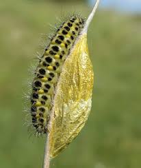 Attēlu rezultāti vaicājumam “Zygaena lonicerae larva”