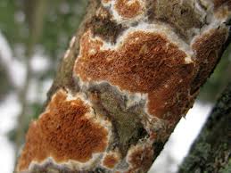 Attēlu rezultāti vaicājumam “Ceriporiopsis resinascens”