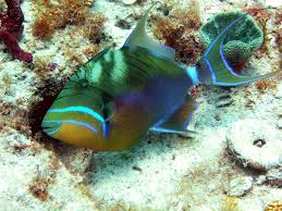 Image result for Balistes vetula