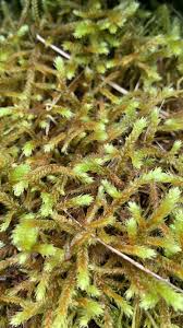 Attēlu rezultāti vaicājumam “Antitrichia curtipendula macro”