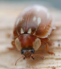 Attēlu rezultāti vaicājumam “Myzia oblongoguttata”