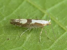 Attēlu rezultāti vaicājumam “Argyresthia pruniella”
