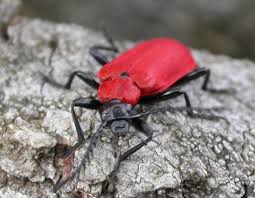 Attēlu rezultāti vaicājumam “Pyrochroidae”