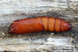 Attēlu rezultāti vaicājumam “Epiblema foenella”