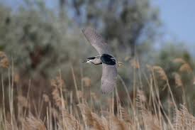 Attēlu rezultāti vaicājumam “Nycticorax nycticorax adult”