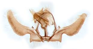 Attēlu rezultāti vaicājumam “Ancylis apicella”