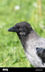 Attēlu rezultāti vaicājumam “Corvus cornix juvenile”