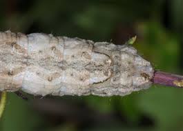 Attēlu rezultāti vaicājumam “Crocallis elinguaria larva”