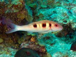 Image result for Pseudupeneus maculatus