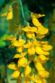 Attēlu rezultāti vaicājumam “Laburnum alpinum flower”