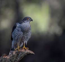 Attēlu rezultāti vaicājumam “Accipiter gentilis”