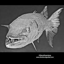 Image result for Sphyraena barracuda
