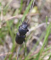 Attēlu rezultāti vaicājumam “Spondylis buprestoides”
