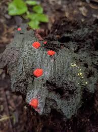 Attēlu rezultāti vaicājumam “Tubifera magna young”