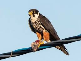 Attēlu rezultāti vaicājumam “Falco subbuteo”