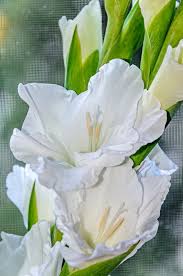 Attēlu rezultāti vaicājumam “Gladiolus imbricatus leaf”