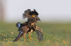 Attēlu rezultāti vaicājumam “Philomachus pugnax adult”