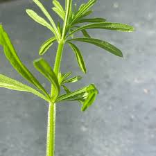 Attēlu rezultāti vaicājumam “Galium aparine leaf”