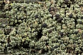 Attēlu rezultāti vaicājumam “Trapeliopsis flexuosa”