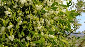 Attēlu rezultāti vaicājumam “Santalaceae”