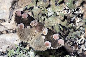 Attēlu rezultāti vaicājumam “Thyatira batis imago”