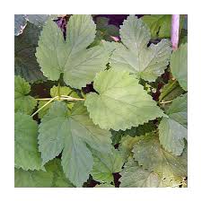 Attēlu rezultāti vaicājumam “Humulus lupulus leaf”