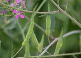 Image result for Raphanus sativus ssp. Oleiformes