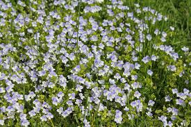 Attēlu rezultāti vaicājumam “Veronica filiformis flower”