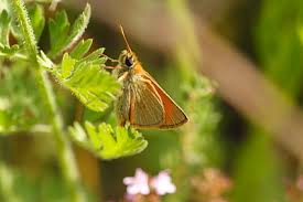 Attēlu rezultāti vaicājumam “Thymelicus sylvestris underside”