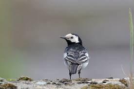 Attēlu rezultāti vaicājumam “Motacilla alba adult”