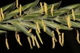 Attēlu rezultāti vaicājumam “Elytrigia repens subsp. arenosa”