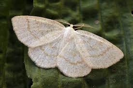 Attēlu rezultāti vaicājumam “Cabera exanthemata”