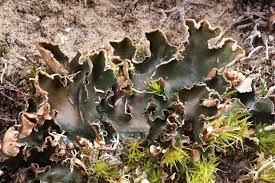 Attēlu rezultāti vaicājumam “Peltigera malacea”