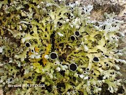 Attēlu rezultāti vaicājumam “Physcia adscendens”