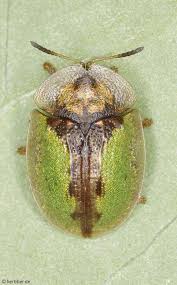 Attēlu rezultāti vaicājumam “Cassida”