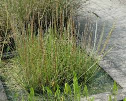 Attēlu rezultāti vaicājumam “Juncaginaceae”