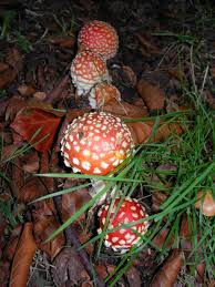 Attēlu rezultāti vaicājumam “Lycogala asperum young”