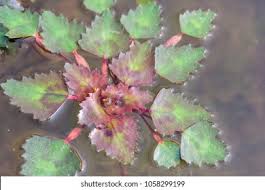 Attēlu rezultāti vaicājumam “Trapa natans leaf”